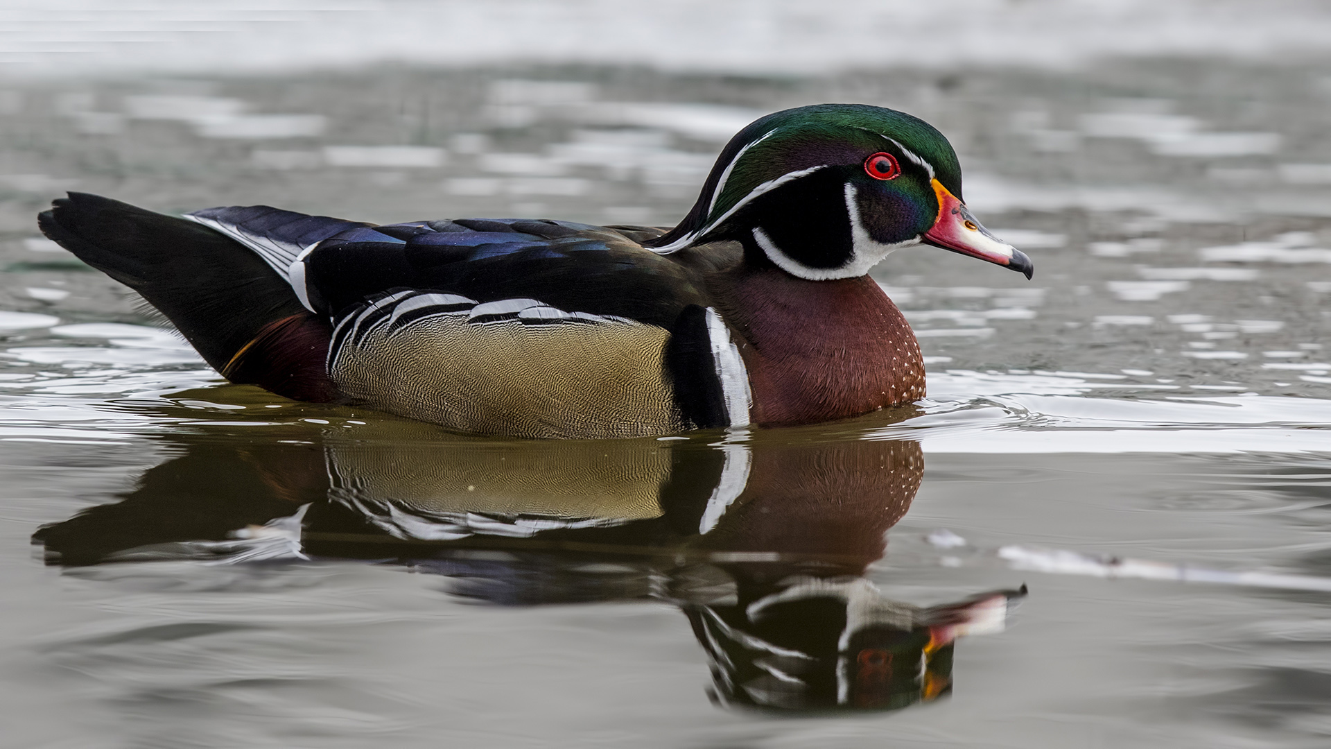 Wood Duck
